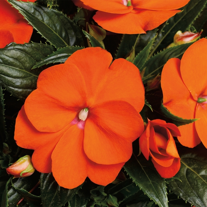 Sonic® 'Orange' - Impatiens hawkeri (New Guinea Impatiens) from Robinson Florists