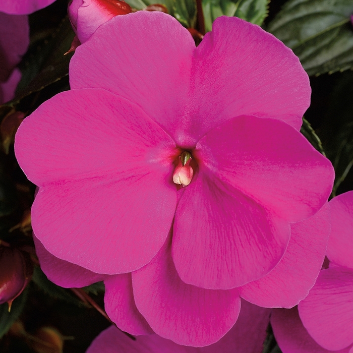 Sonic® 'Lilac' - Impatiens hawkeri (New Guinea Impatiens) from Robinson Florists