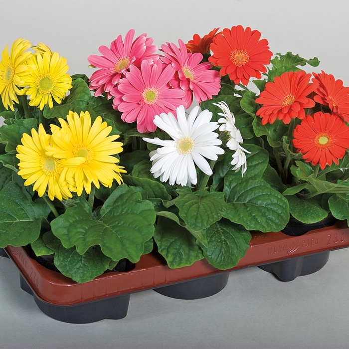 Jaguar™ Mix - Gerbera jamesonii (Gerbera Daisy) from Robinson Florists