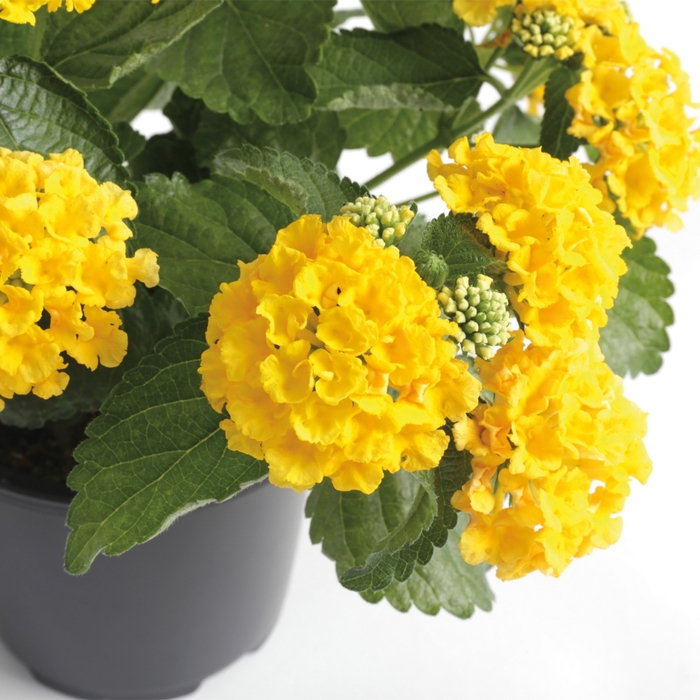 Bandana® 'Yellow' - Lantana camara from Robinson Florists