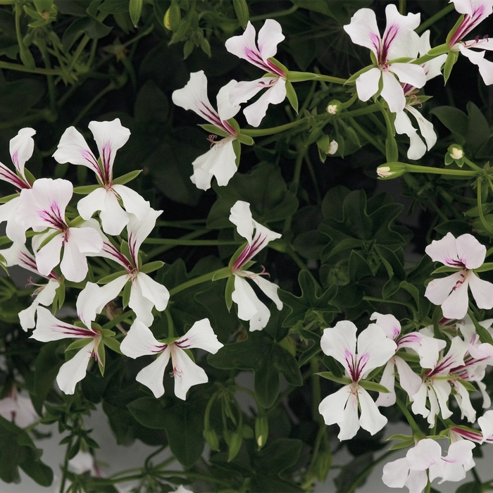 'Cascade White' Ivy Geranium - Pelargonium peltatum from Robinson Florists