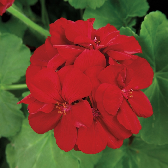 Interspecific Geranium - Pelargonium from Robinson Florists