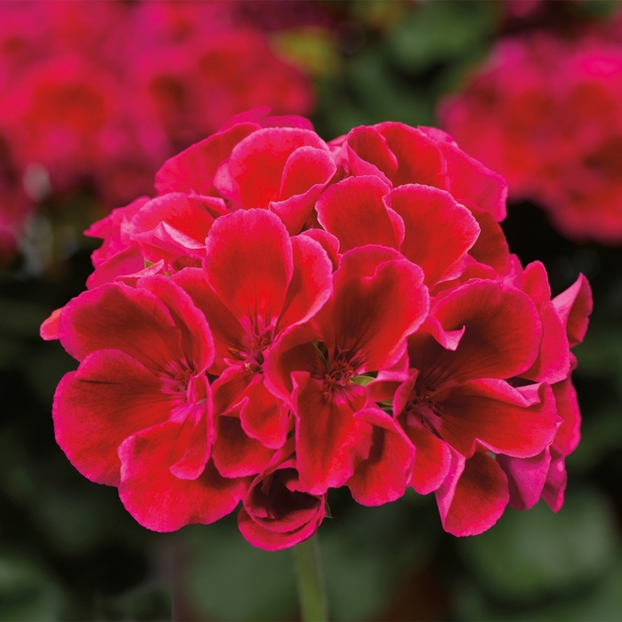 Calliope® Medium Crimson Flame - Pelargonium (Interspecific Geranium) from Robinson Florists