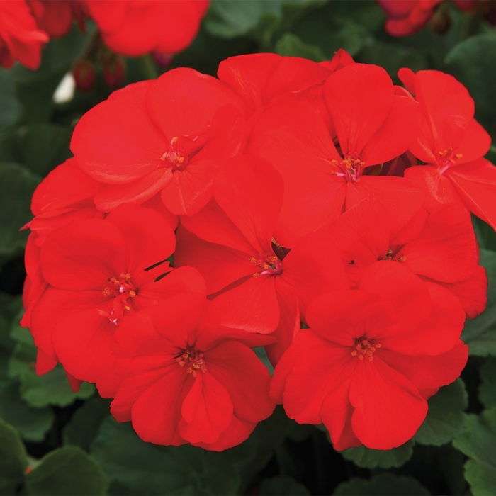 Rocky Mountain™ 'Dark Red' - Pelargonium x hortorum (Zonal Geranium) from Robinson Florists