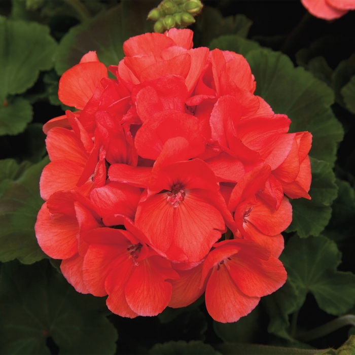 Rocky Mountain™ 'Salmon' - Pelargonium x hortorum (Zonal Geranium) from Robinson Florists