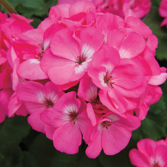 Rocky Mountain™ 'Pink' - Pelargonium x hortorum (Zonal Geranium) from Robinson Florists