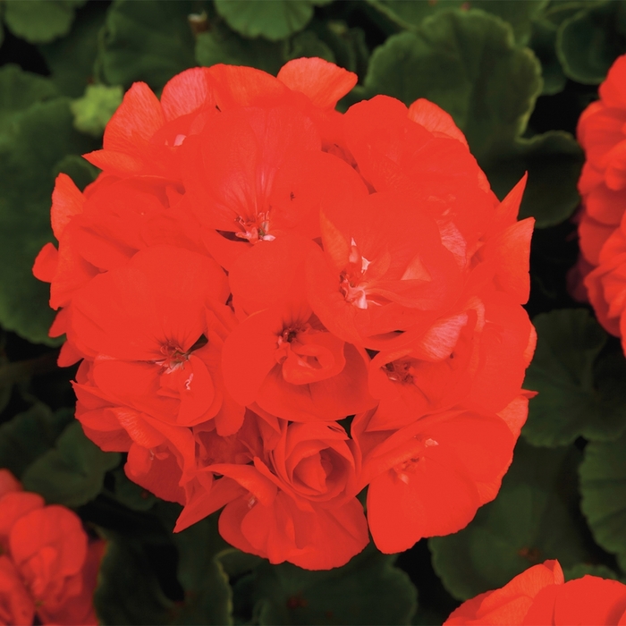 Rocky Mountain™ 'Orange' - Pelargonium x hortorum (Zonal Geranium) from Robinson Florists