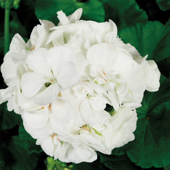 Americana® 'White' - Pelargonium x hortorum (Zonal Geranium) from Robinson Florists