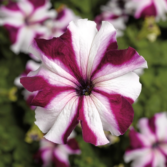 TriTunia™ 'Crimson Star' - Petunia grandiflora from Robinson Florists