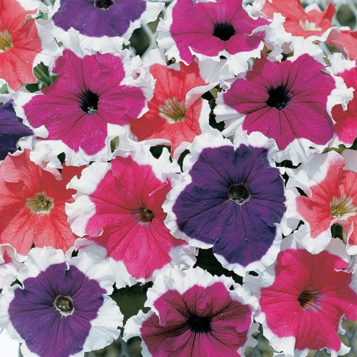 Frost™ 'Mix' - Petunia grandiflora from Robinson Florists