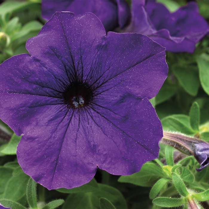 Sanguna® Blue - Petunia from Robinson Florists