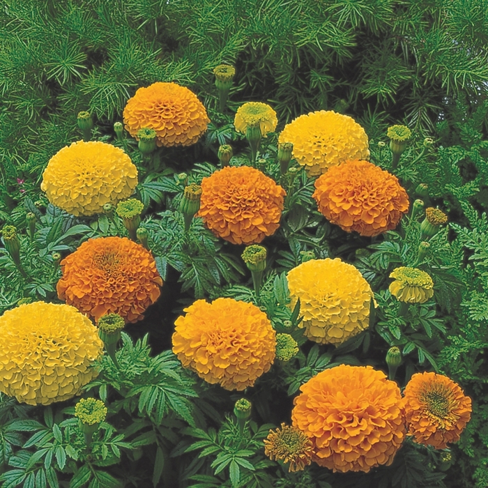 Inca II™ 'Mix' - Tagetes erecta (Marigold) from Robinson Florists