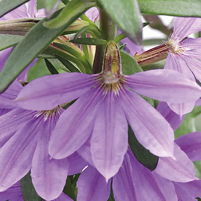 Bombay® 'Dark Blue' - Scaevola aemula (Fan Flower) from Robinson Florists