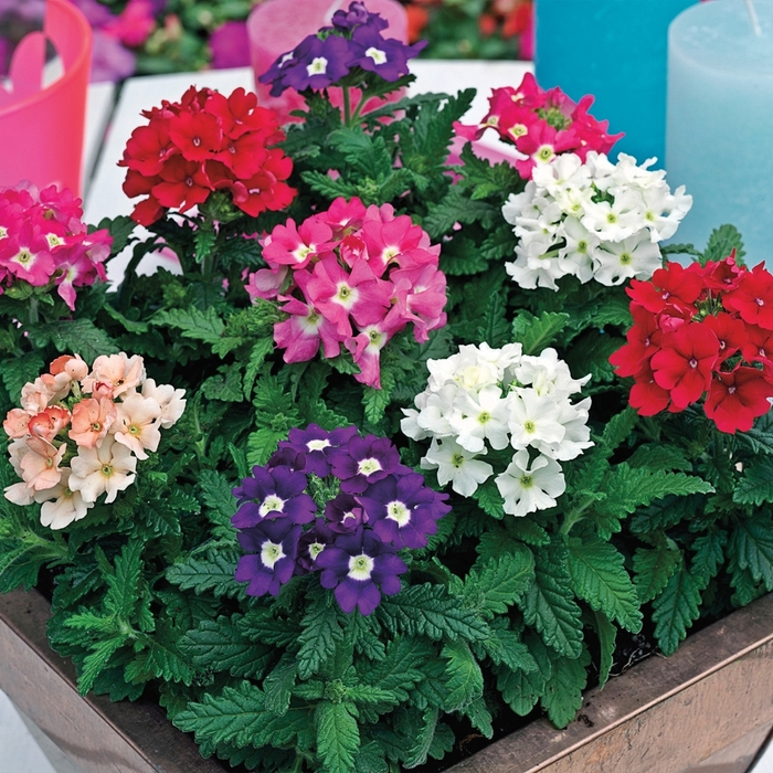 Tuscany™ 'Mix' - Verbena from Robinson Florists