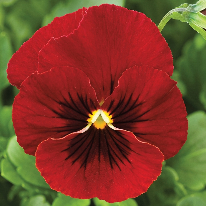 Penny™ 'Red Blotch' - Viola cornuta (Pansy) from Robinson Florists