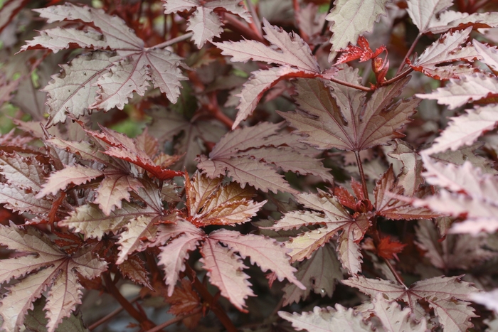 'Mahogany Splendor' Red-leaf Hibiscus - Hibiscus acetosella from Robinson Florists