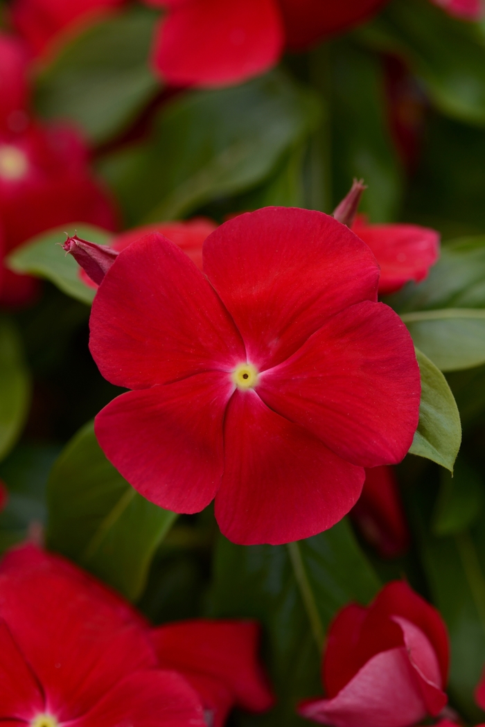 Titan™ 'Really Red' - Catharanthus roseus (Vinca, Periwinkle) from Robinson Florists