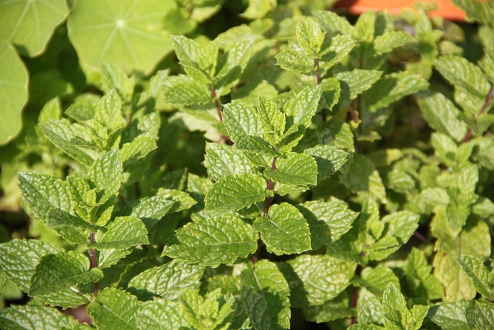 Spearmint, Mint - Mentha spicata from Robinson Florists