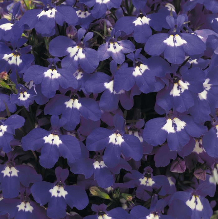 Riviera 'Blue Eyes' - Lobelia erinus from Robinson Florists