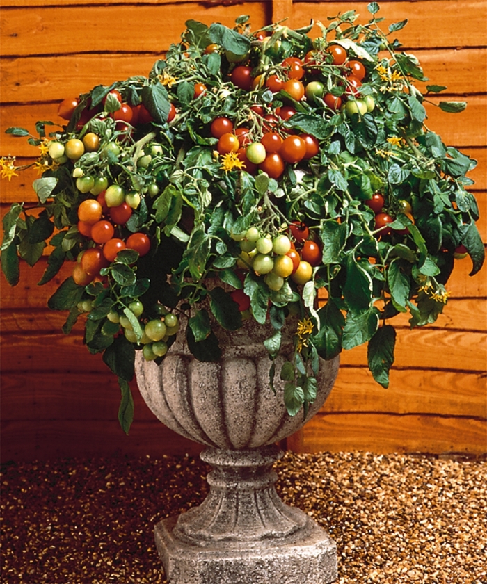 'Tumbler' Tomato - Lycopersicon esculentum from Robinson Florists