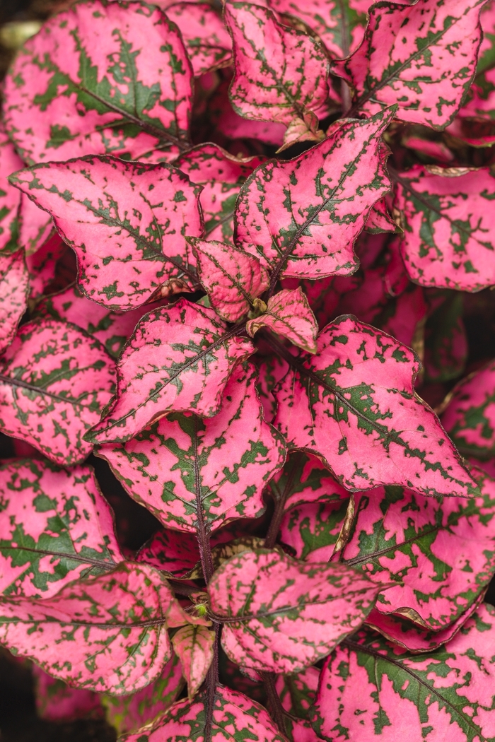 Hippo® 'Rose' - Hypoestes phyllostachya (Polka Dot Plant) from Robinson Florists