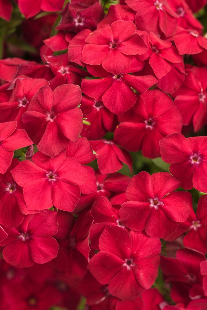 Intensia® 'Red Hot' - Phlox from Robinson Florists