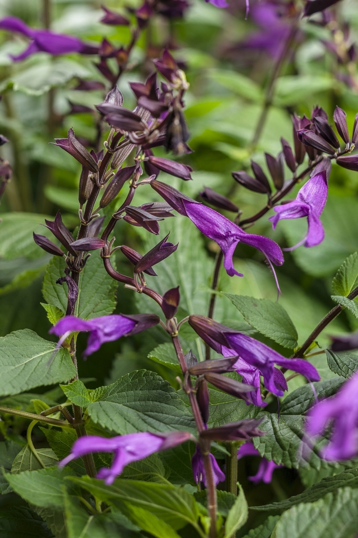 Rockin'® 'Deep Purple' - Salvia from Robinson Florists