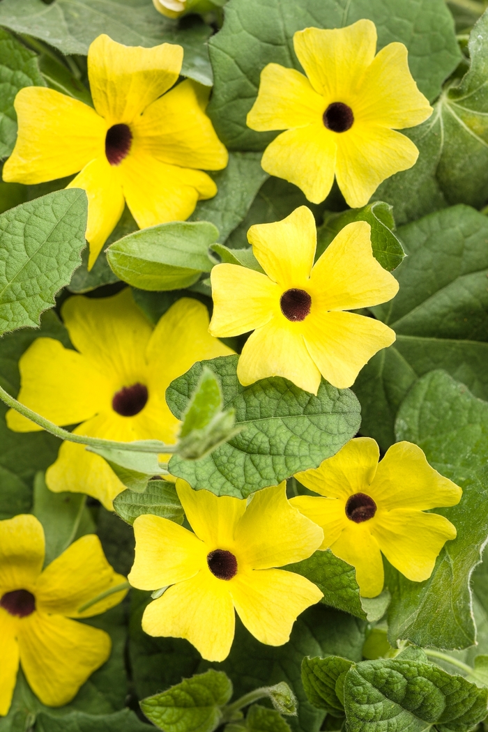 'Lemon A-Peel®' Black-Eyed Susan Vine - Thunbergia alata from Robinson Florists