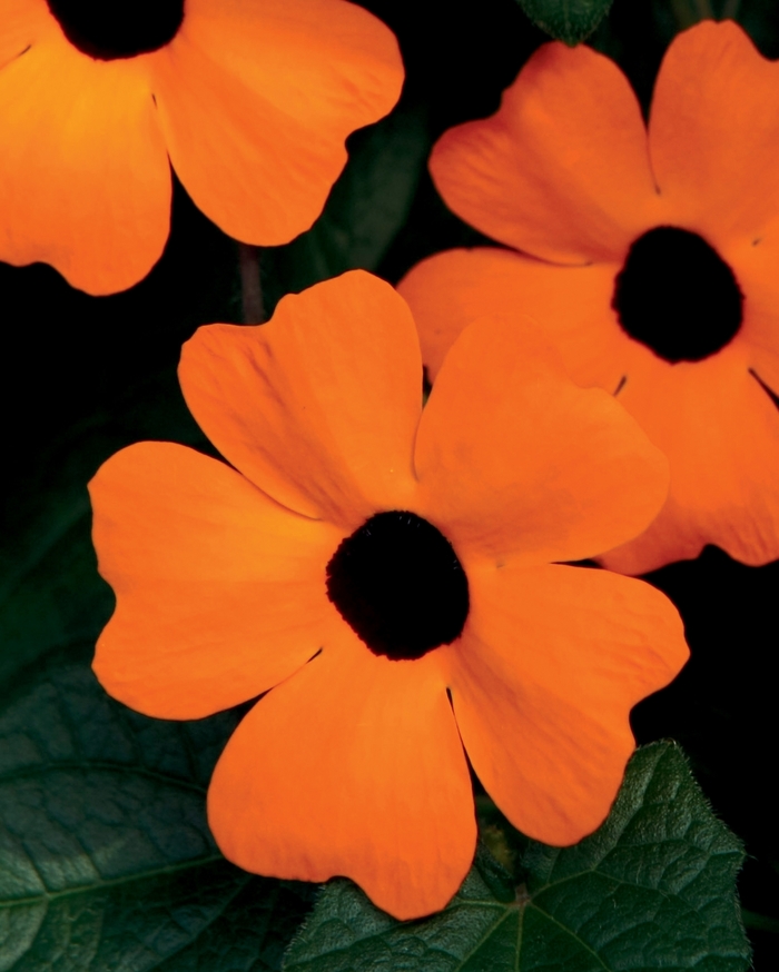 'Orange A-Peel®' Black-Eyed Susan Vine - Thunbergia alata from Robinson Florists