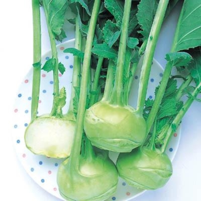 'Winner' Kohlrabi - Brassica oleracea var. gongylodes from Robinson Florists