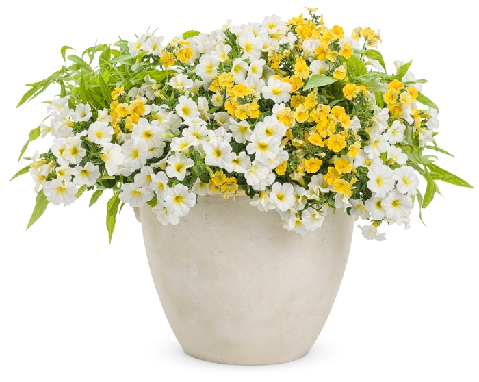 Superbells® 'Over Easy™' - Calibrachoa (Million Bells) from Robinson Florists