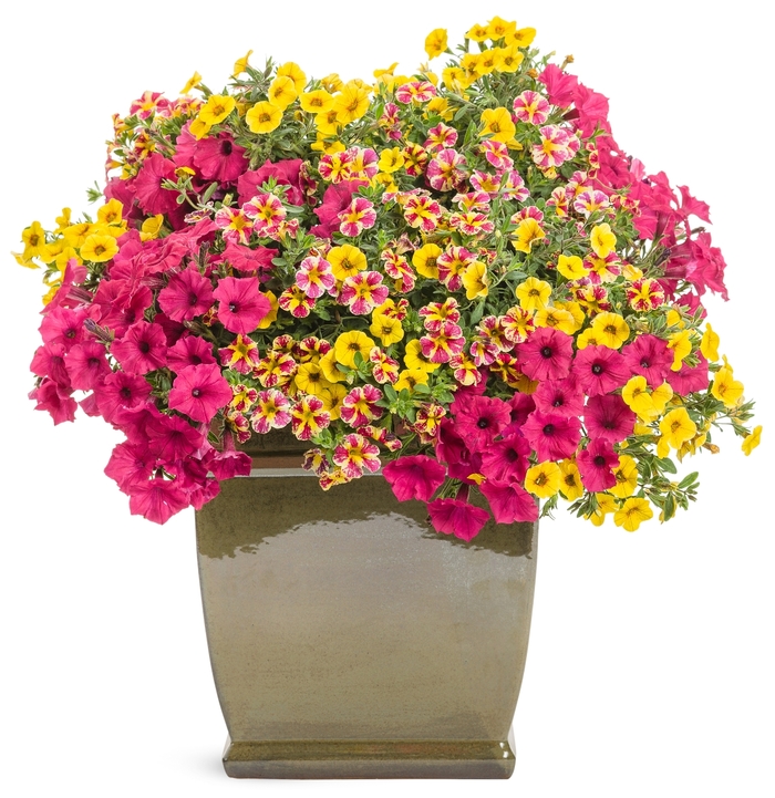 Superbells® 'Holy Moly!®' - Calibrachoa from Robinson Florists