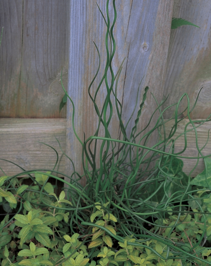 'Curly Wurly' Corkscrew Rush - Juncus effusus from Robinson Florists