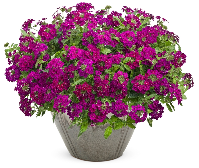 Superbena Royale® 'Plum Wine' - Verbena from Robinson Florists