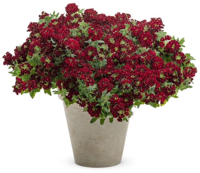 Superbena Royale® 'Romance' - Verbena from Robinson Florists