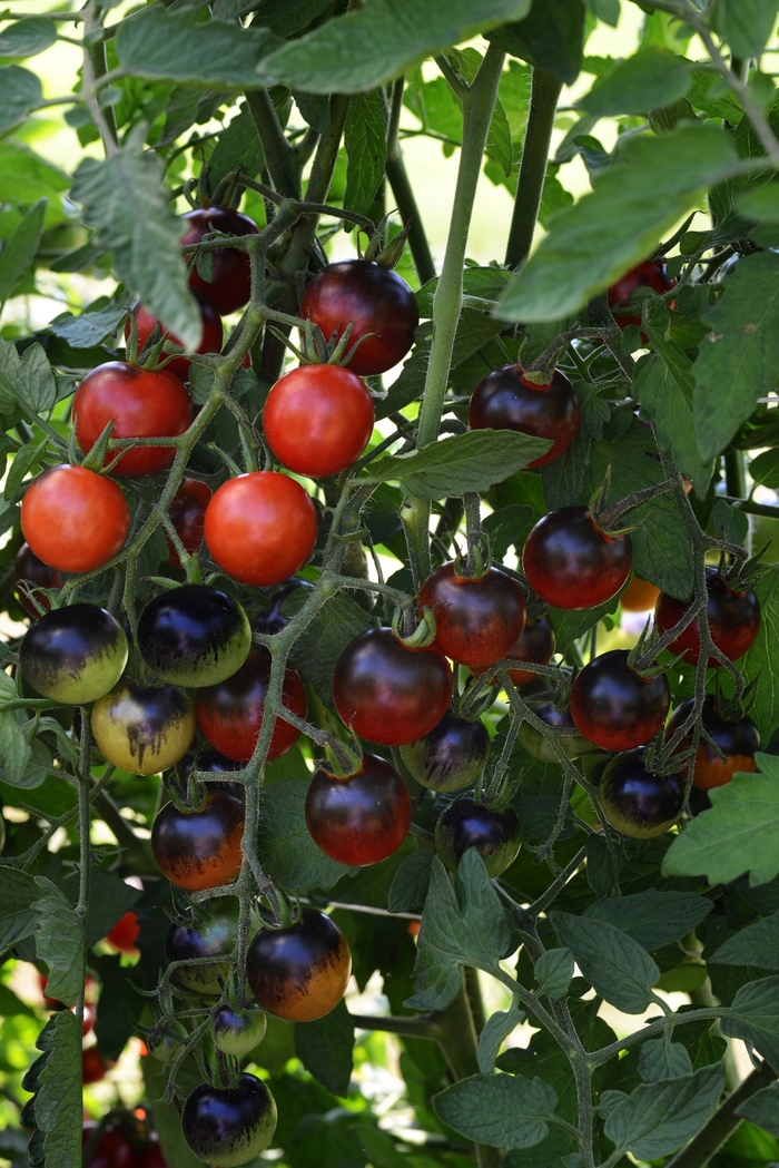 'Midnight Snack' Cherry Tomato - Lycopersicon esculentum from Robinson Florists