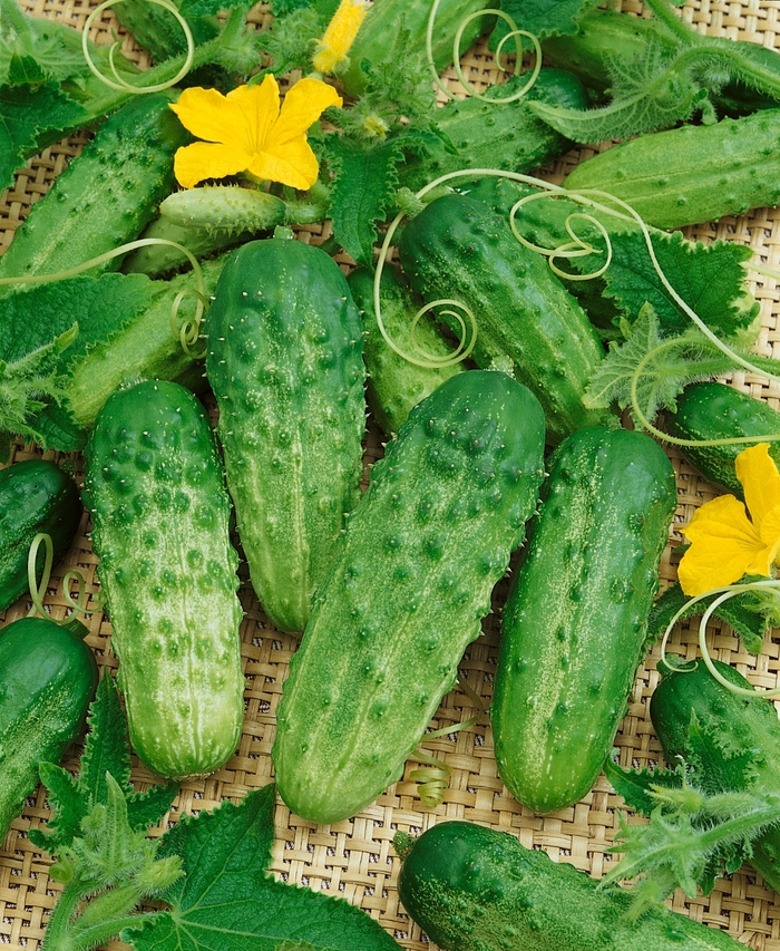 'Pick a Bushel' Cucumber - Cucumis sativus from Robinson Florists