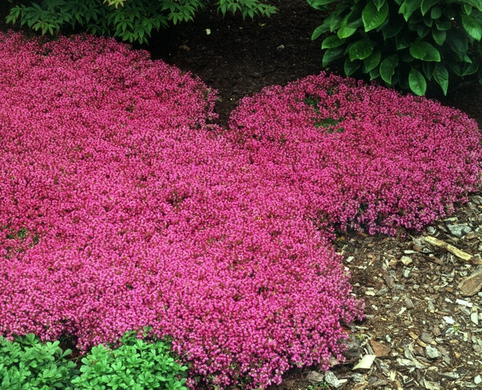 'Coccineus' Red Creeping Thyme - Thymus praecox from Robinson Florists