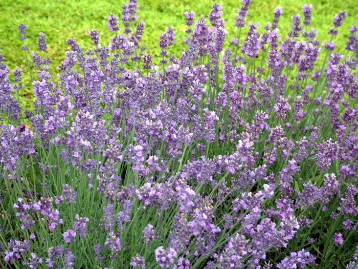 'Munstead' Lavender - Lavandula angustifolia from Robinson Florists