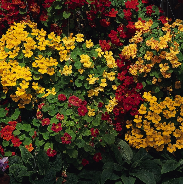 'Whirlybird Mix' - Nasturtium majus from Robinson Florists