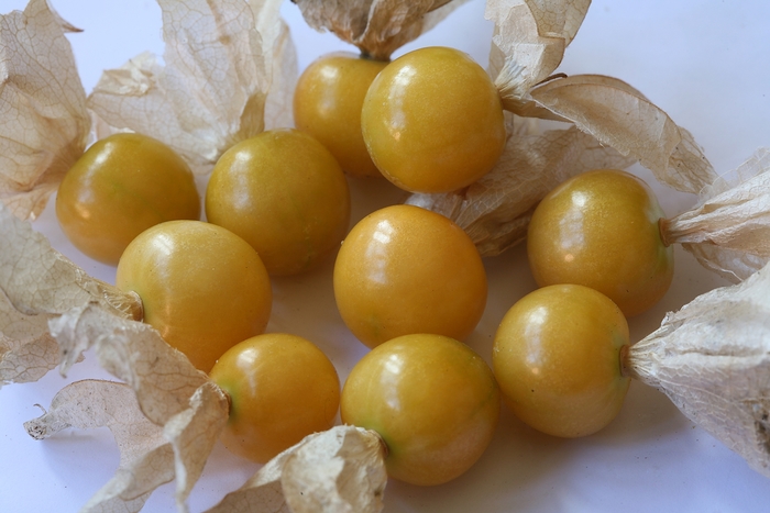 'Little Lanterns' Sweet Ground Cherry - Physalis edulis from Robinson Florists