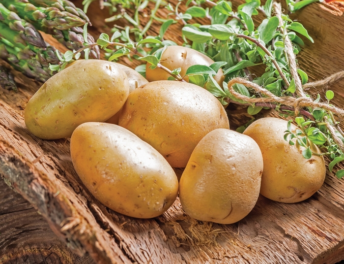 'Kennebec' Potato - Solanum tuberosum from Robinson Florists