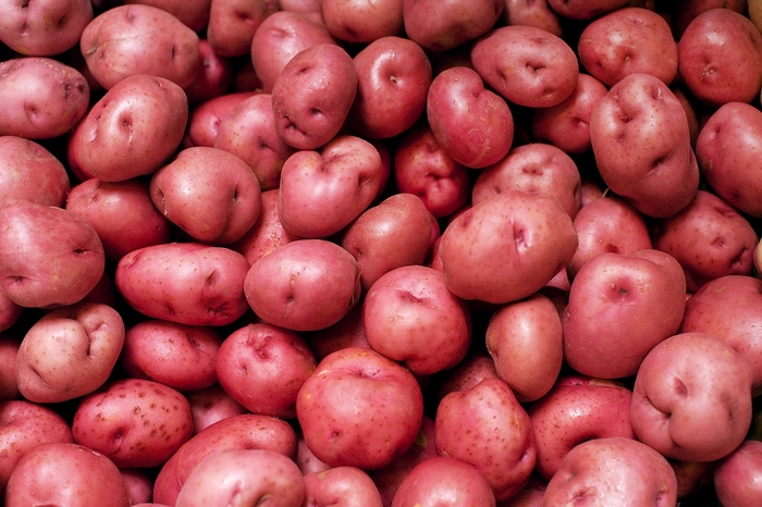 'Norland Red' Potato - Solanum tuberosum from Robinson Florists