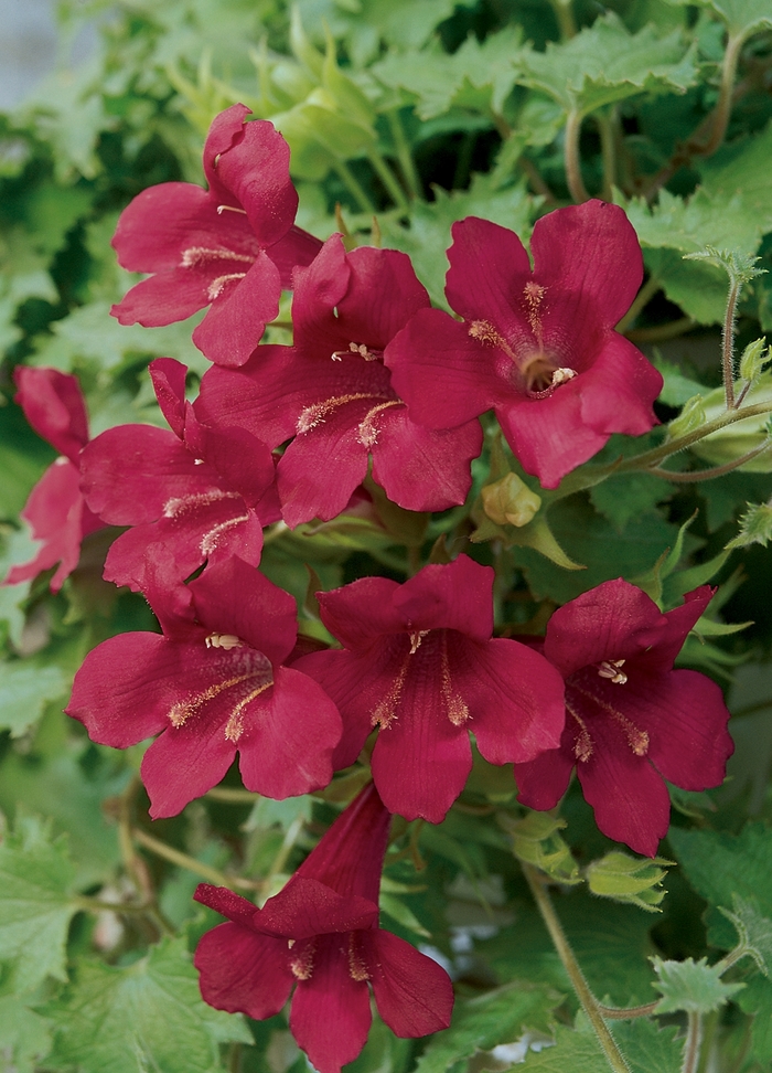 Lofos® 'Wine Red' - Lophospermum from Robinson Florists