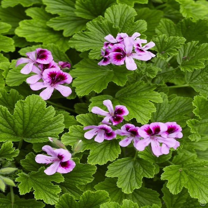 'Orange Fizz' Scented Geranium - Pelargonium from Robinson Florists