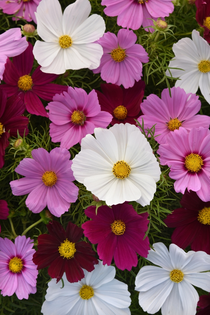 Sonata™ 'Mix' - Cosmos bipinnatus from Robinson Florists