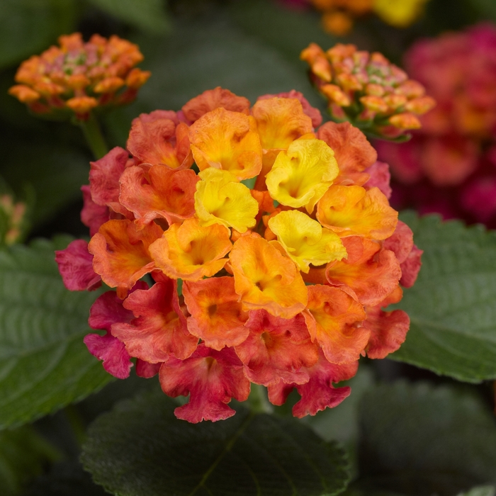 Bandana® 'Rose' - Lantana camara from Robinson Florists