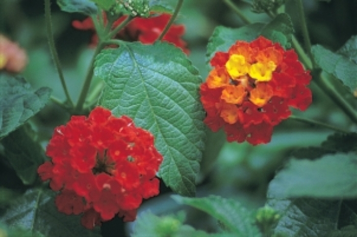 'Dallas Red' - Lantana camara from Robinson Florists