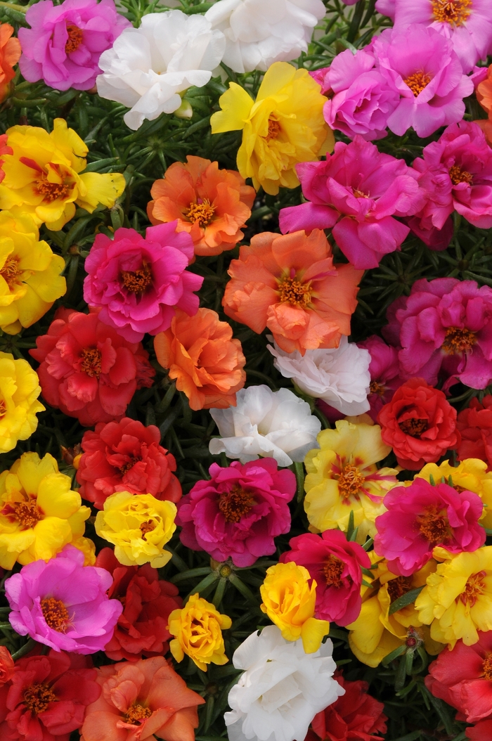 Happy Hour™ 'Mix' - Portulaca grandiflora (Moss Rose, Purslane) from Robinson Florists