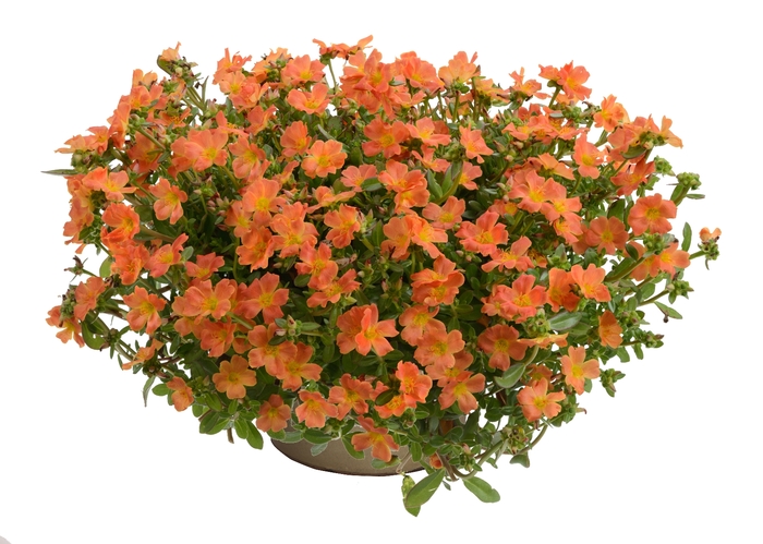 Pazzaz™ 'Tangerine' - Portulaca oleracea (Moss Rose) from Robinson Florists